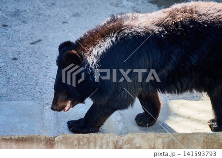 A bear moves slowly along a stone ledge in its habitat area at a zoo. The sun shines brightly on the bears fur. Visitors can observe the bear from a distance A bear moves slowly along a stone ledge in its habitat area at a zoo. The sun shines brightly on the bears fur. Visitors can observe the bear from a distance 141593793