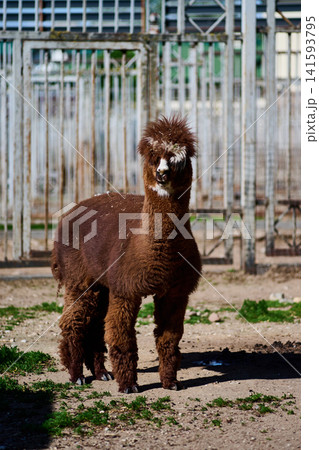 A brown alpaca is in a pen at an animal farm. It stands on the ground near a fence. The scene shows clear daylight and green grass A brown alpaca is in a pen at an animal farm. It stands on the ground near a fence. The scene shows clear daylight and green grass 141593795