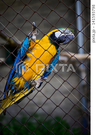 A parrot with bright yellow and blue feathers is climbing on a metal fence in a wildlife park. It is in a natural outdoor setting during daytime A parrot with bright yellow and blue feathers is climbing on a metal fence in a wildlife park. It is in a natural outdoor setting during daytime 141593798