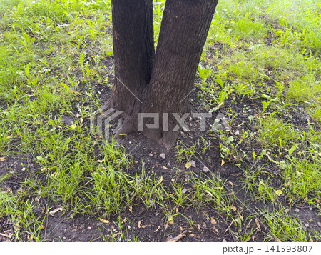 Two tree trunks with dark bark rise from the ground, surrounded by lush green grass and small plants in the foreground Two tree trunks with dark bark rise from the ground, surrounded by lush green grass and small plants in the foreground 141593807