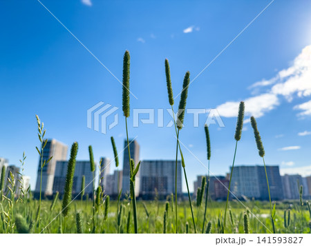 Tall green grass with seed heads stands prominently in the foreground, while a modern urban skyline with high-rise buildings is visible in the background under a clear blue sky 141593827
