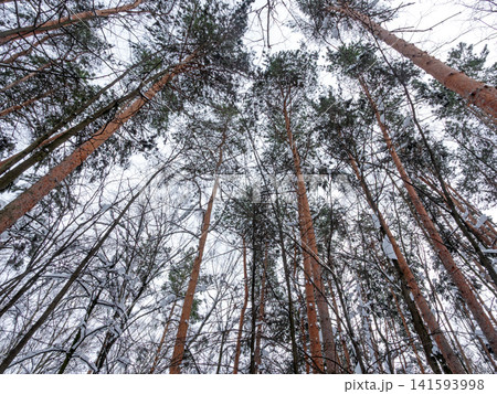 Winter pine forest view from below looking up at sky through snow-covered branches. Low angle perspective of evergreen trees and blue sky. Nature winter wonderland Winter pine forest view from below looking up at sky through snow-covered branches. Low angle perspective of evergreen trees and blue sky. Nature winter wonderland 141593998