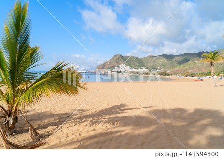 palms of las Teresitas beach, Tenerife, Spain 141594300