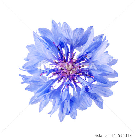 Blue cornflower blossom centered on white background, vivid macro detail, Blue cornflower blossom centered on white background, vivid macro detail, 141594318