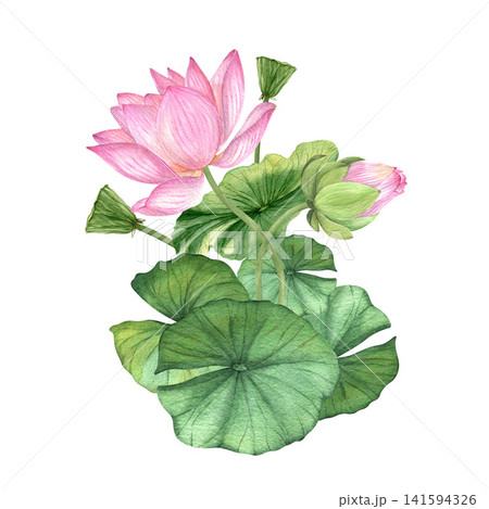 Pink lotus flowers. Watercolor illustration. Chinese water lily. Design for the design of invitations, movie posters, fabrics and other items. 141594326