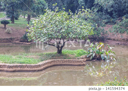 Peradeniya, Royal Botanic Gardens near of Kandy town in Sri Lanka. Tranquil park scene with a lush green tree on a small island, surrounded by calm reflective water and natural foliage Peradeniya, Royal Botanic Gardens near of Kandy town in Sri Lanka. Tranquil park scene with a lush green tree on a small island, surrounded by calm reflective water and natural foliage 141594374