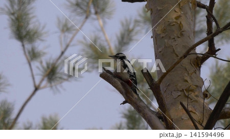 Woodpecker with red head pecks tree bark while perched on a tree trunk in a natural forest setting, close-up of wildlife behavior. Woodpecker with red head pecks tree bark while perched on a tree trunk in a natural forest setting, close-up of wildlife behavior. 141594496
