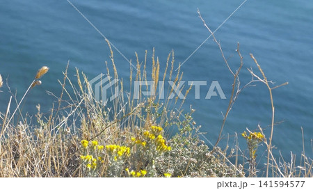 Yellow wildflowers and grass in the foreground with the sea in the background, summer meadow and coastal landscape, nature and floral concept. Yellow wildflowers and grass in the foreground with the sea in the background, summer meadow and coastal landscape, nature and floral concept. 141594577
