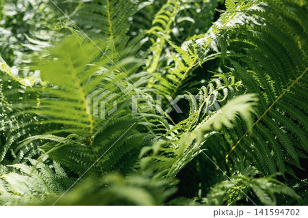 Green fern leaves in sunlight natural forest background Green fern leaves in sunlight natural forest background 141594702