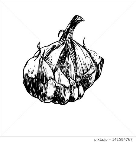 Whole garlic bulb with cloves hand drawn vector ink sketch. Monochrome line art graphic design element for organic food labels, spice packaging designs, restaurant menu, cookbook, kitchen art prints Whole garlic bulb with cloves hand drawn vector ink sketch. Monochrome line art graphic design element for organic food labels, spice packaging designs, restaurant menu, cookbook, kitchen art prints 141594767