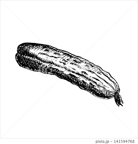 Whole cucumber hand drawn vector ink sketch. Monochrome line art graphic element perfect for organic food labels, pickling packaging, restaurant menu designs, cookbook and wall art decors 141594768