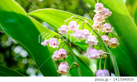 スズランの花 スズランの花 141594959