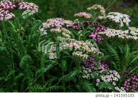 Achillea millefolium is a flowering plant in the family Asteraceae. 141595185