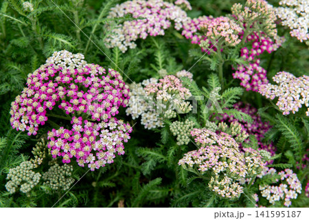 Achillea millefolium is a flowering plant in the family Asteraceae. Achillea millefolium is a flowering plant in the family Asteraceae. 141595187