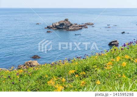 「青森県」花咲く岬の風景　種差海岸 141595298