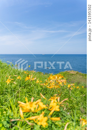 「青森県」花咲く岬の風景 種差海岸 「青森県」花咲く岬の風景 種差海岸 141595302