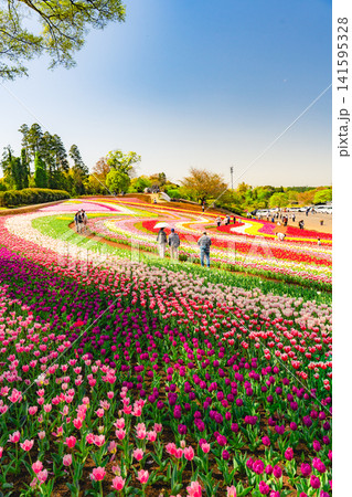 東京ドイツ村 四季の丘を彩るチューリップ 東京ドイツ村 四季の丘を彩るチューリップ 141595328