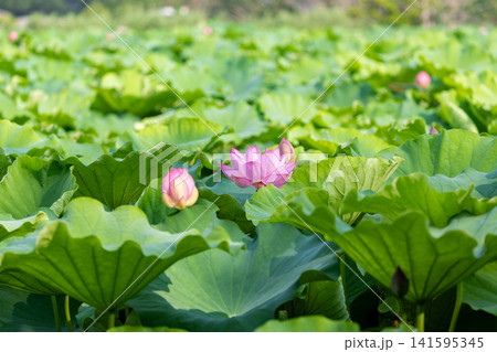 上野公園不忍池のハス 上野公園不忍池のハス 141595345