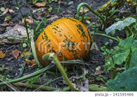 Orange Pumpkin Surrounded by Tangled Vines and Autumn Leaves Orange Pumpkin Surrounded by Tangled Vines and Autumn Leaves 141595466