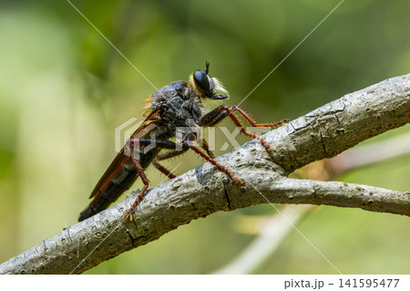 Detailed Macro Photography of a Robber Fly. 141595477