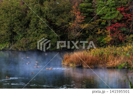 晩秋のため池の景色紅葉と湖沼霧う水面を泳ぐ鴨 晩秋のため池の景色紅葉と湖沼霧う水面を泳ぐ鴨 141595501
