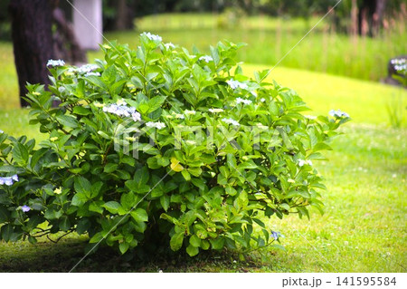 額紫陽花 額紫陽花 141595584