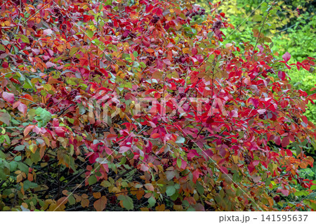 Bright Red Fragrant Sumac Shrub Against Green Garden Background 141595637