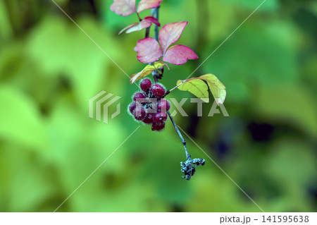 Fuzzy Red Fragrant Sumac Fruits with Natural Copy Space Fuzzy Red Fragrant Sumac Fruits with Natural Copy Space 141595638