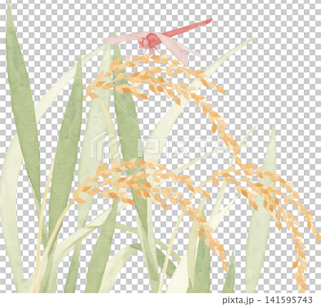 一幅水彩插圖,描繪了水稻植株和一隻紅色蜻蜓。 一幅水彩插圖,描繪了水稻植株和一隻紅色蜻蜓。 141595743