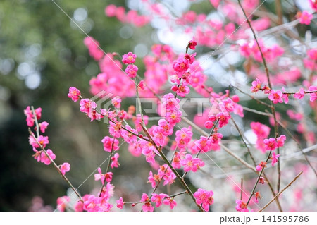 可愛い ピンクの梅の花 可愛い ピンクの梅の花 141595786