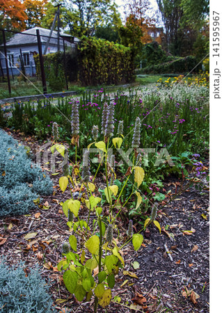 Tall Purple Giant Hyssop Plant in an Autumn Flower Bed Tall Purple Giant Hyssop Plant in an Autumn Flower Bed 141595967