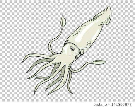 An illustration of a squid, a sea creature with 10 legs. An illustration of a squid, a sea creature with 10 legs. 141595977