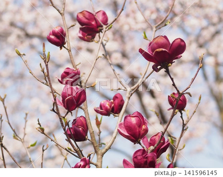 モクレンの花の生態写真 141596145