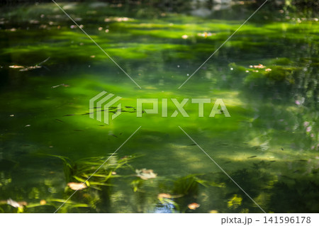 Fish Beneath Calm Green Water in a Natural Lake. 141596178
