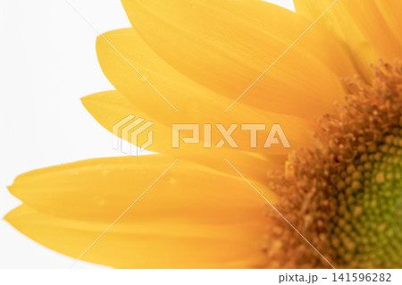 ミニヒマワリの黄色の花びらをマクロ撮影17 ミニヒマワリの黄色の花びらをマクロ撮影17 141596282