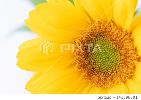 ミニヒマワリの黄色の花を室内でクローズアップ撮影02 ミニヒマワリの黄色の花を室内でクローズアップ撮影02 141596301