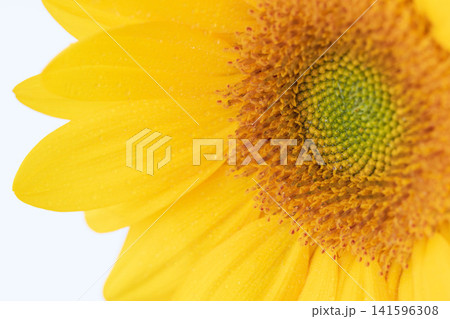 ミニヒマワリの黄色の花を室内でクローズアップ撮影09 ミニヒマワリの黄色の花を室内でクローズアップ撮影09 141596308