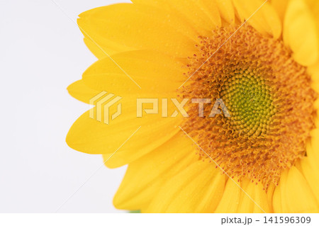 ミニヒマワリの黄色の花を室内でクローズアップ撮影10 ミニヒマワリの黄色の花を室内でクローズアップ撮影10 141596309