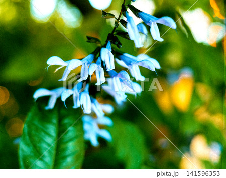 Close up of delicate blue bell shaped flowers hanging from a lush green vine in tropical botanical garden. Vibrant floral background. Summertime bloom Close up of delicate blue bell shaped flowers hanging from a lush green vine in tropical botanical garden. Vibrant floral background. Summertime bloom 141596353
