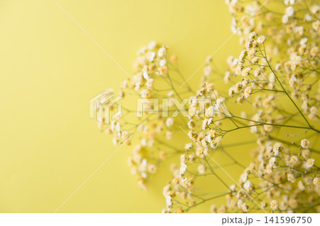 黄色のかすみ草 黄色のかすみ草 141596750