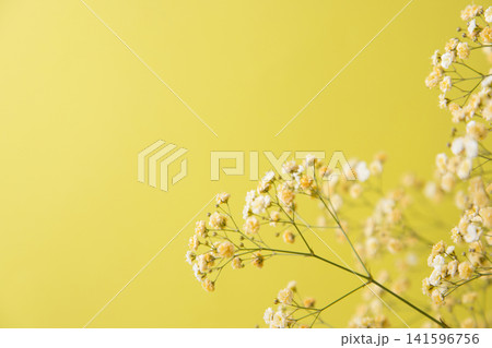 黄色のかすみ草 黄色のかすみ草 141596756