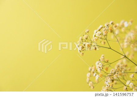 黄色のかすみ草 黄色のかすみ草 141596757