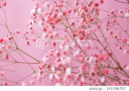 ピンクのかすみ草 ピンクのかすみ草 141596767