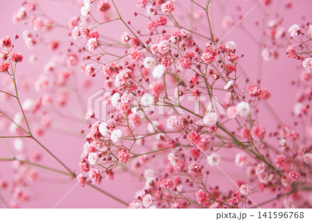 ピンクのかすみ草 ピンクのかすみ草 141596768