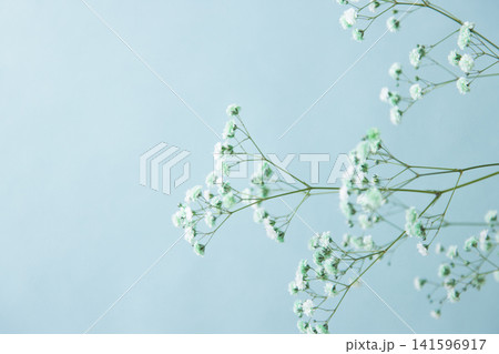 水色のかすみ草 水色のかすみ草 141596917