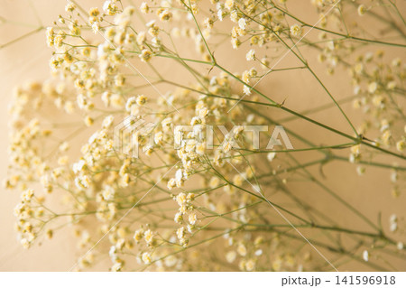 クリーム色のかすみ草 クリーム色のかすみ草 141596918
