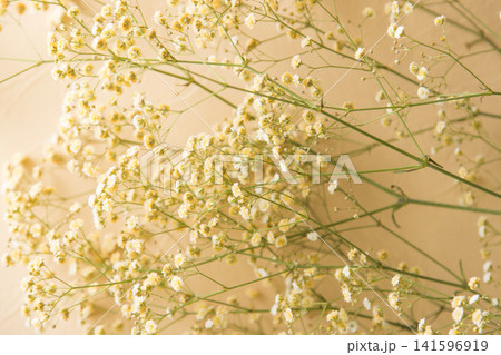 クリーム色のかすみ草 クリーム色のかすみ草 141596919