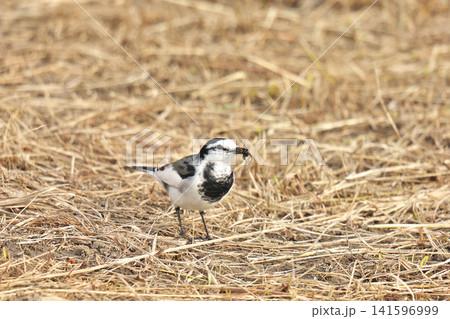 【野鳥 ハクセキレイ】 【野鳥 ハクセキレイ】 141596999