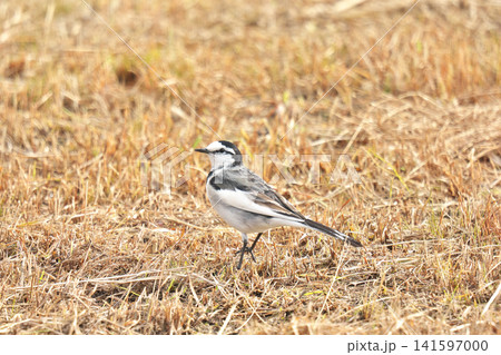 【野鳥 ハクセキレイ】 【野鳥 ハクセキレイ】 141597000