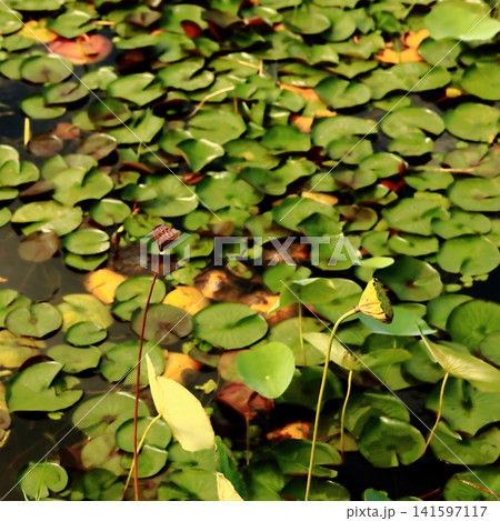 Lotus Seed Pods Rising Above Green Floating Leaves in a Summer Wetland Pond Lotus Seed Pods Rising Above Green Floating Leaves in a Summer Wetland Pond 141597117